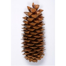 SUGAR PINE CONE POLISHED 9"-14" STAKED -OUT OF STOCK